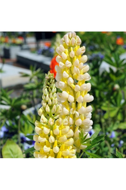 Люпин багатолистий Yellow Shades – крупний план жовтих квіток